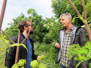 Anthony Bourdain undertakes some foraging a key element of Danish cooking