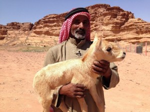 A Bedouin in the Wadi Rum desert holds an oryx, a white antelope
