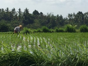 A rice field in Bali