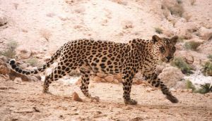 Arabia’s last remaining leopards are one of the most critically endangered animals in the world (Credit: Hadi Al Hikmani and Oman Office for Conservation of the Environment)